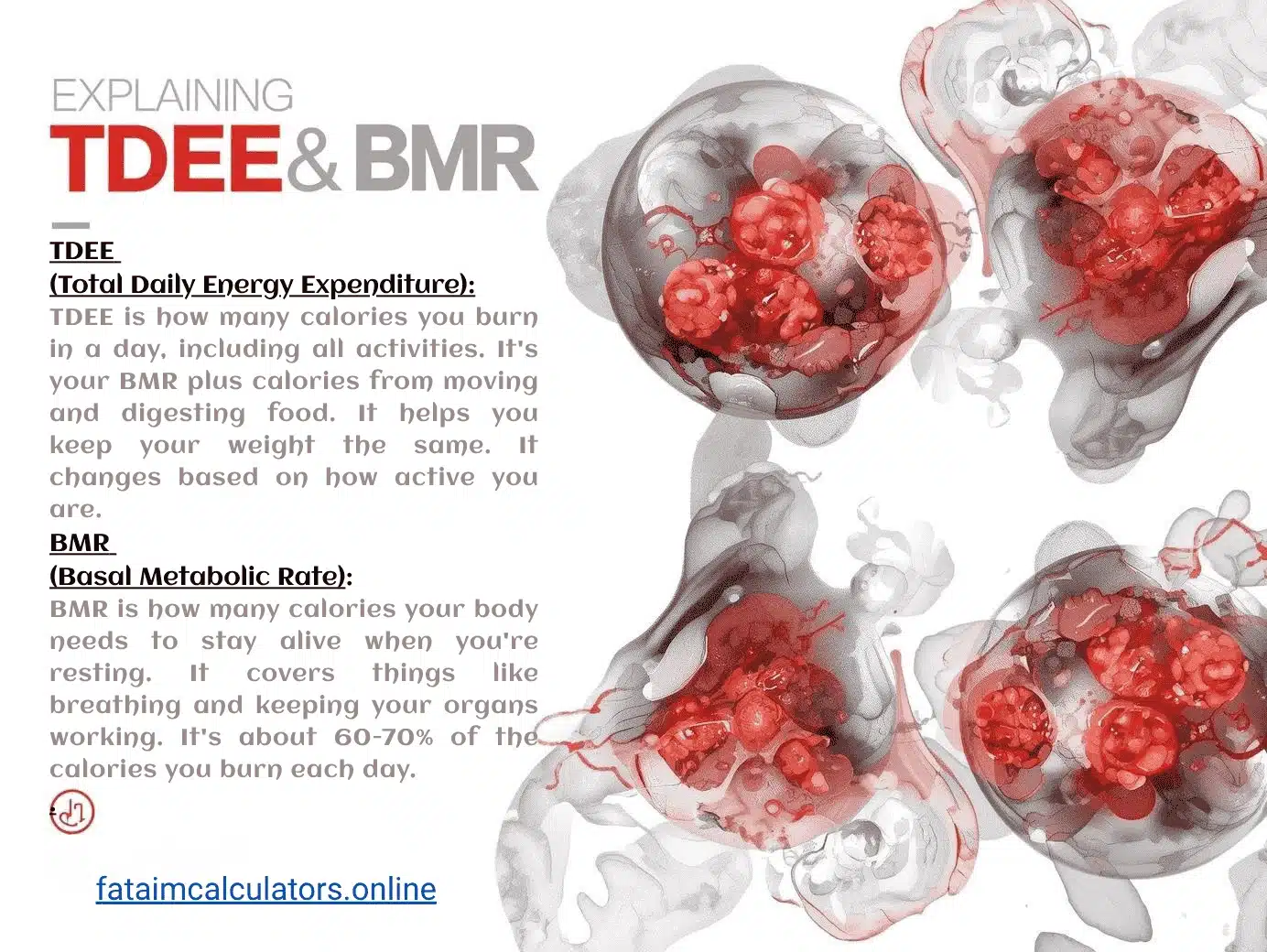 TDEE and BMR Calculator Fitness and Nutrition Tracking